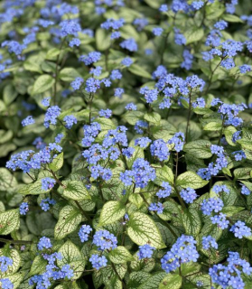BRUNNERA macrophylla 'Silver Spear' ®  1,5 lit.